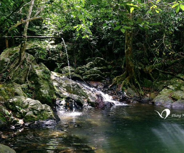 Tour Du Lich Dong Phong Nha Vuon Thuc Vat D